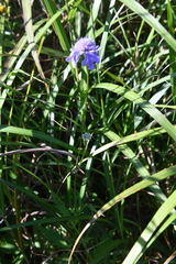 Scabiosa lachnophylla