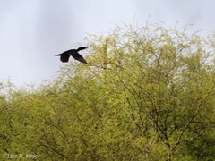 Nannopterum brasilianum