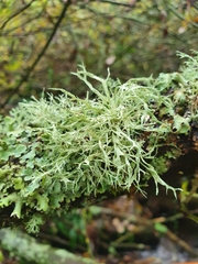 Ramalina