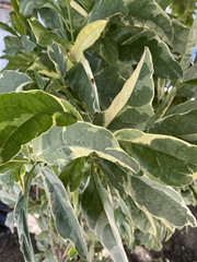 Aphis spiraecola