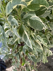 Aphis spiraecola