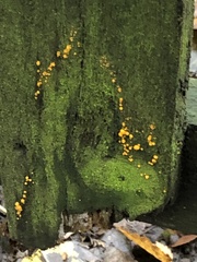 Dacrymyces stillatus
