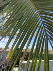 Arecaceae
