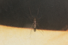 Amphineurus hudsoni