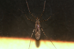 Amphineurus hudsoni