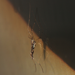 Amphineurus hudsoni