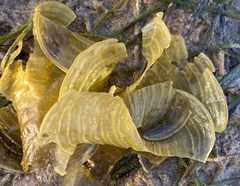 Padina pavonica
