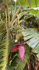 Musa × paradisiaca