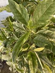 Aphis spiraecola