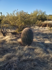 Ferocactus