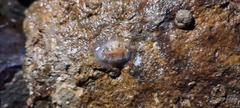 Scutus unguis