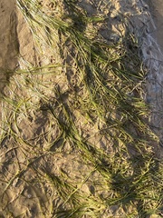 Bryopsis