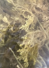 Bryopsis