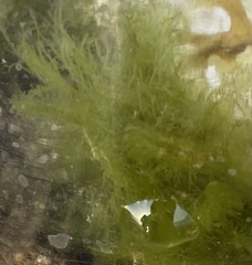 Bryopsis