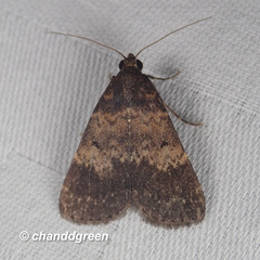 Hydrillodes lentalis