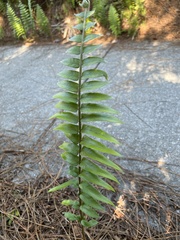 Nephrolepis biserrata