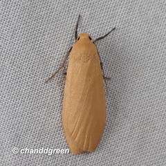 Danielithosia immaculata