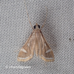 Strepsinoma croesusalis