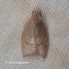 Scythropiodes