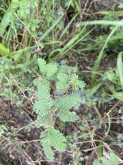 Prosopis reptans