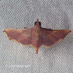 Endotricha olivacealis