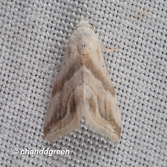 Eublemma roseana