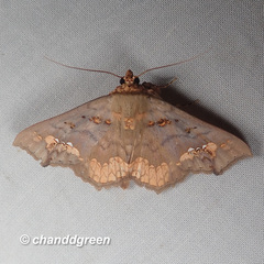 Lopharthrum comprimens