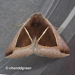 Chalciope mygdon