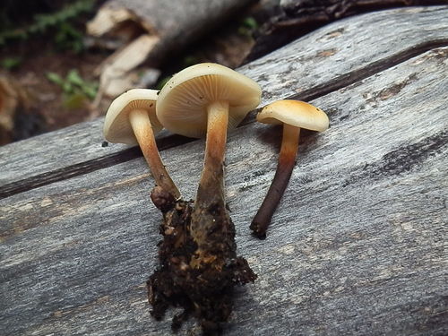 Flammulina populicola