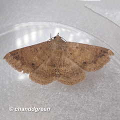 Ericeia subcinerea