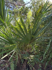Serenoa repens