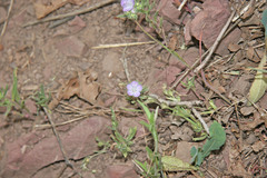 Phacelia linearis