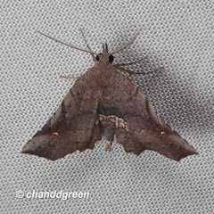 Throana pectinifer