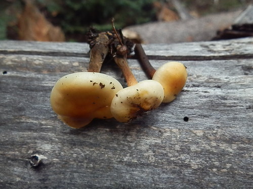 Flammulina populicola
