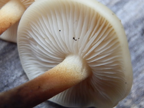 Flammulina populicola