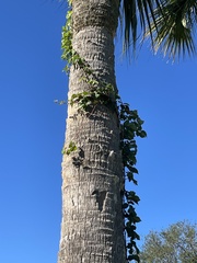 Sideroxylon foetidissimum