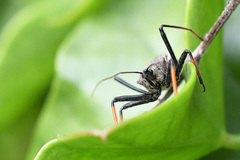 Rhynocoris erythrocnemis