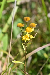 Inula linariifolia