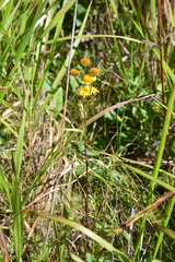 Inula linariifolia