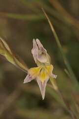 Gladiolus