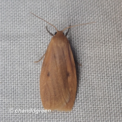Paralithosia shaowuica