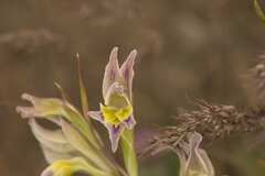 Gladiolus