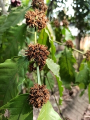 Coffea arabica