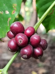 Coffea arabica