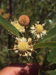 Cephalanthus