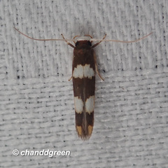 Stathmopoda paradiplaspis