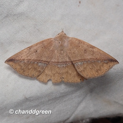 Ugia purpurea