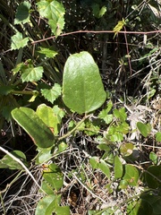Smilax auriculata