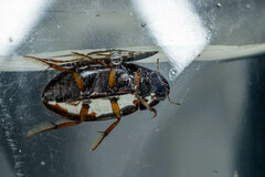 Sternolophus rufipes