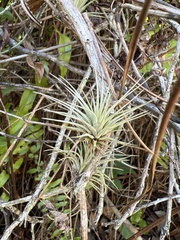 Tillandsia